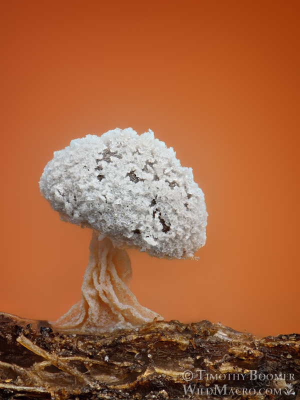 Didymium squamulosum.  Solano County, California, USA.  Stock Photo ID=SLI0125