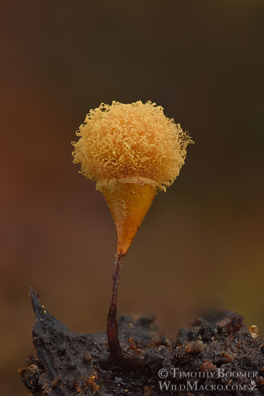 Slime mold (Hemitrichia calyculata). Stillwater Cove Regional Park, Sonoma County, California, USA.  Stock Photo ID=SLI0076