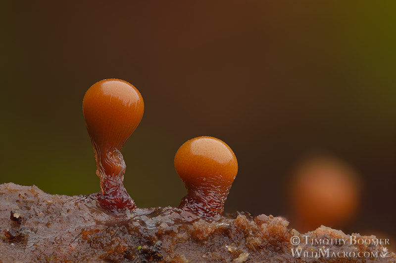 Slime mold (Hemitrichia calyculata).  Stillwater Cove Regional Park, Sonoma County, California, USA.  Stock Photo ID=SLI0077