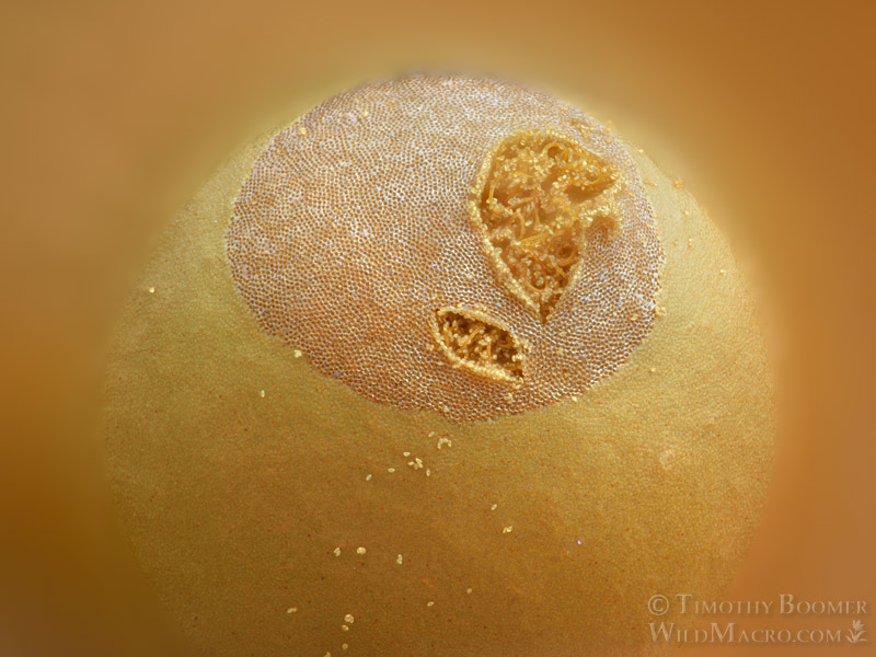 Heterotrichia versicolor, a nivicolous slime mold.  Luther Pass, Sierra Nevada, El Dorado County, California, USA.  Stock Photo ID=SLI0128