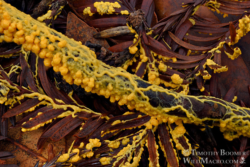 Insect egg slime mold (Leocarpus fragilis).  Portola Redwoods State Park, San Mateo County, California, USA.  Stock Photo ID=SLI0023