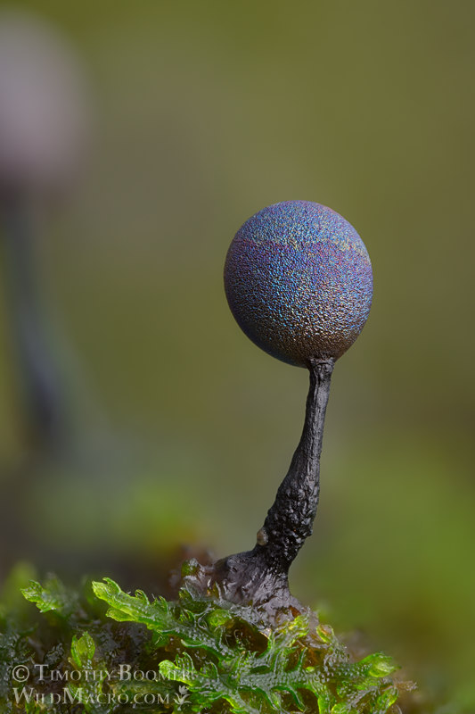 Slime mold (Lamproderma sp.). Portola Redwoods State Park, San Mateo County, California, USA.  Stock Photo ID=SLI0095