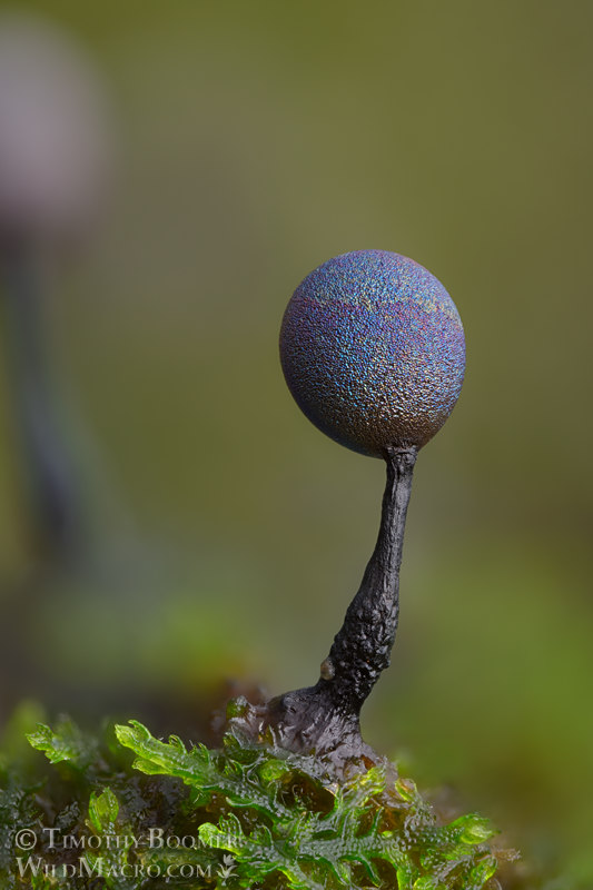 Lamproderma slime mold.  Portola Redwoods State Park, San Mateo County, California, USA.  Stock Photo ID=SLI0095