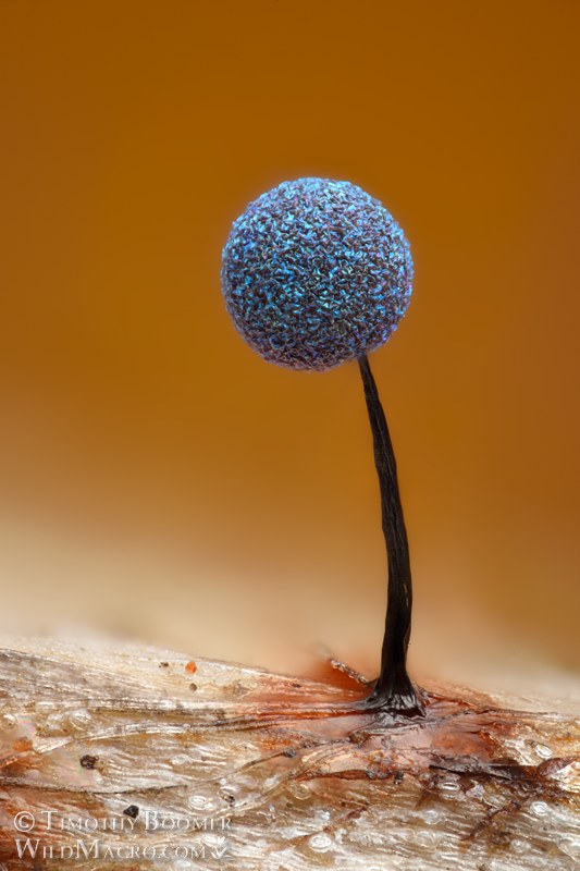Lamproderma scintillans slime mold.  Vacaville, Solano County, California, USA.  Stock Photo ID=SLI0122