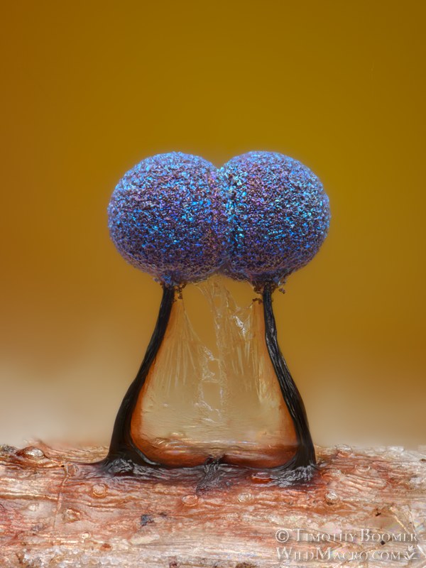 Lamproderma scintillans slime mold.  Vacaville, Solano County, California, USA.  Stock Photo ID=SLI0123