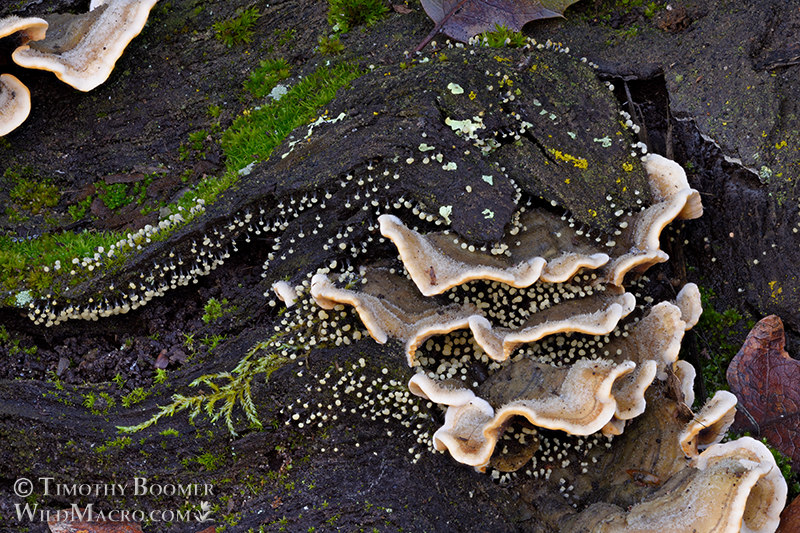 Physarum album (slime mold).  Browns Valley Open Space Preserve, Solano County, California, USA.  Stock Photo ID=SLI0083