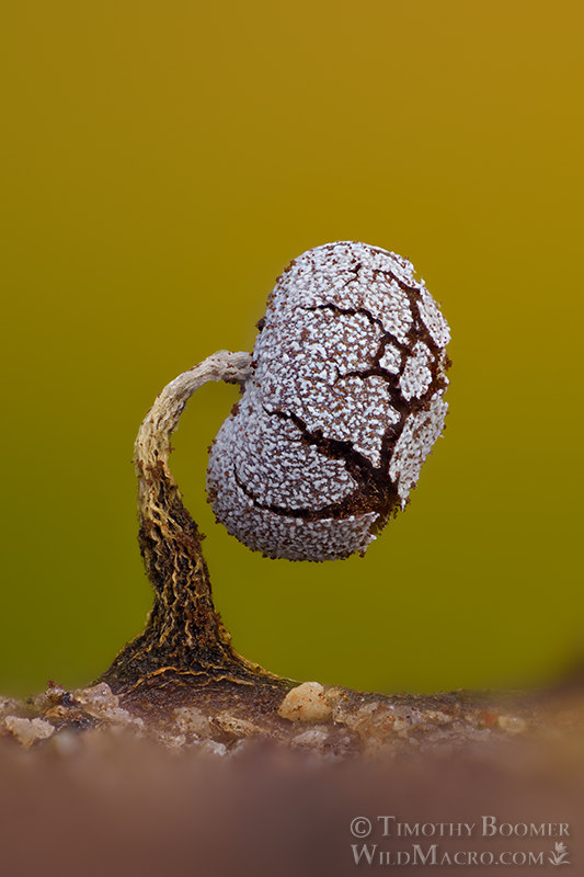 Physarum album (slime mold).  Browns Valley Open Space Preserve, Solano County, California, USA.  Stock Photo ID=SLI0085