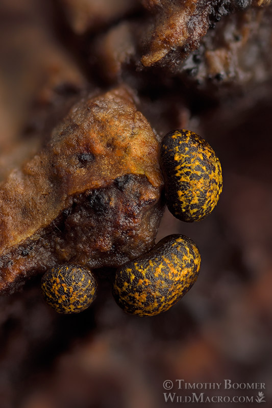 Physarum lateritium.  Solano County, California, USA.  Stock Photo ID=SLI0031