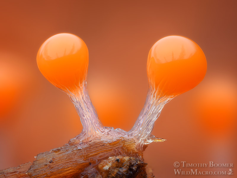 Salmon eggs slime mold (Hemitrichia decipiens). Stillwater Cove Regional Park, Sonoma County, California, USA.  Stock Photo ID=SLI0107