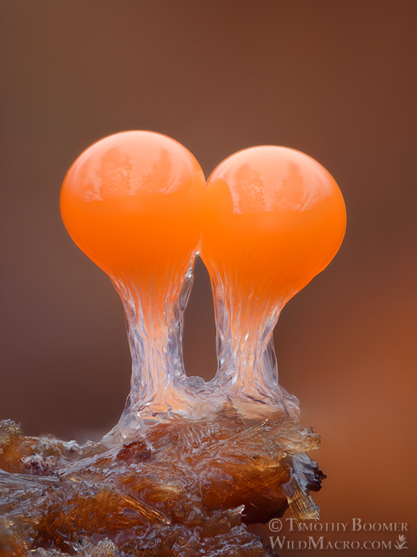 Salmon-Eggs (Hemitrichia decipiens) - Slime Mold Pictures