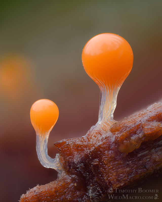 Salmon-eggs (Hemitrichia decipiens).  Portola Redwoods SP, San Mateo County, California, USA.  Stock Photo ID=SLI0111