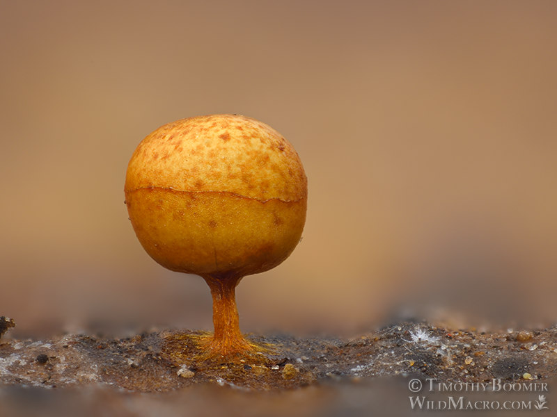 Slime mold (Craterium brunneolum).  Vacaville, Solano County, California, USA.  Stock Photo ID=SLI0080