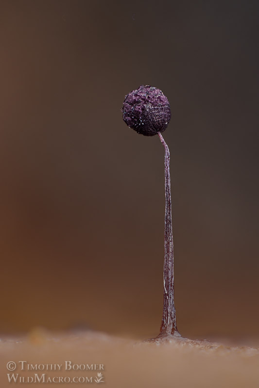 Cribraria violacea.  Solano County, California, USA.  Stock Photo ID=SLI0071