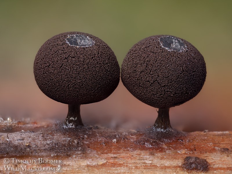 Slime mold (Enerthenema melanospermum). Eldorado National Forest, Sierra Nevada, Alpine County, California, USA. Stock Photo ID=SLI0113 Slime mold (Enerthenema melanospermum). Eldorado National Forest, Sierra Nevada, Alpine County, California, USA. Stock Photo ID=SLI0113