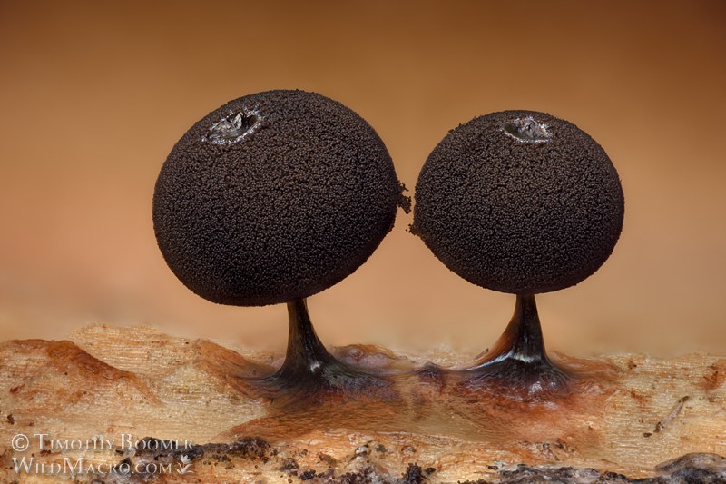 Slime mold (Enerthenema melanospermum). Eldorado National Forest, Sierra Nevada, Alpine County, California, USA. Stock Photo ID=SLI0114 Slime mold (Enerthenema melanospermum). Eldorado National Forest, Sierra Nevada, Alpine County, California, USA. Stock Photo ID=SLI0114