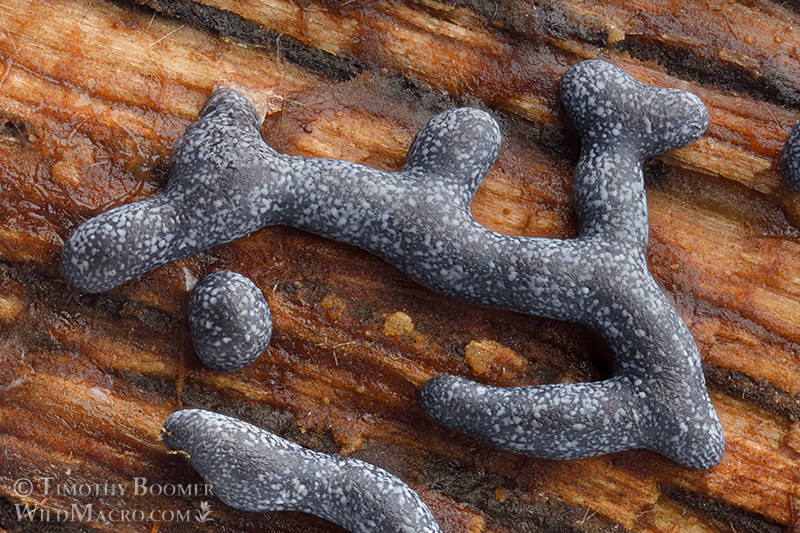 Slime mold (Physarum cinereum).  Vacaville, Solano County, California, USA.  Stock Photo ID=SLI0098