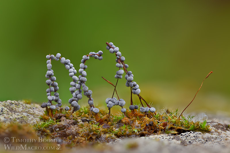 Slime mold (Physarum cinereum).  Vacaville, Solano County, California, USA.  Stock Photo ID=SLI0098