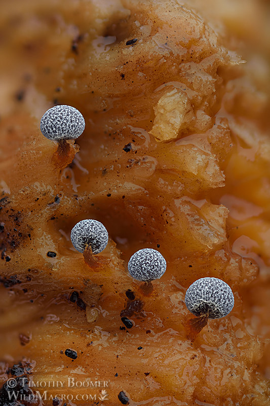Slime mold (Physarum leucophaeum). Cultivated on blue oak in a moist chamber.  Substrate collected from Solano County, California, USA.  Stock Photo ID=SLI0064