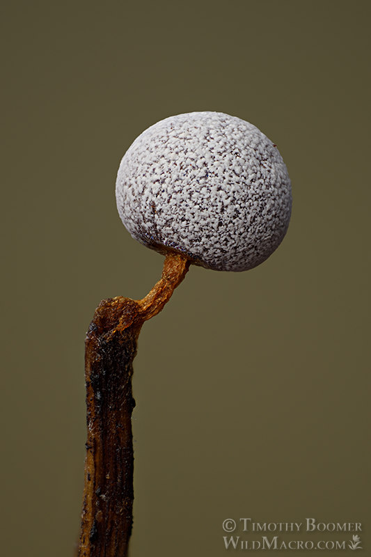 Slime mold (Physarum leucophaeum). Browns Valley Open Space Preserve, Solano County, California, USA.  Stock Photo ID=SLI0081
