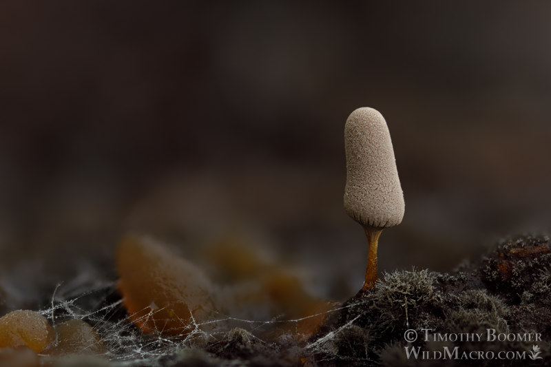White slime mold, Found by a sharp-eyed member of the group…