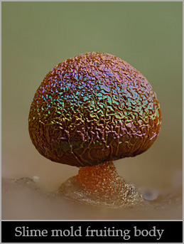 Slime mold fruiting body.