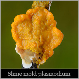 Slime mold plasmodium enveloping a crust fungus.