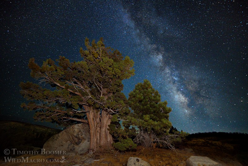 The Milky Way galaxy rises over a Sierra juniper and a Jeffrey pine in the Eldorado National Forest. El Dorado County, CA. Stock Photo ID=SCE0216 The Milky Way galaxy rises over a Sierra juniper and a Jeffrey pine in the Eldorado National Forest. El Dorado County, CA. Stock Photo ID=SCE0216