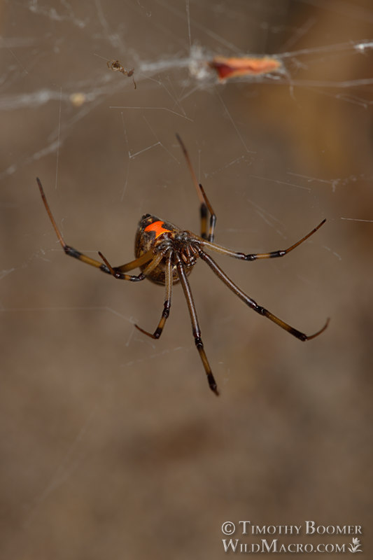 Brown Widow Spider Latrodectus Geometricus Pictures Wild Macro