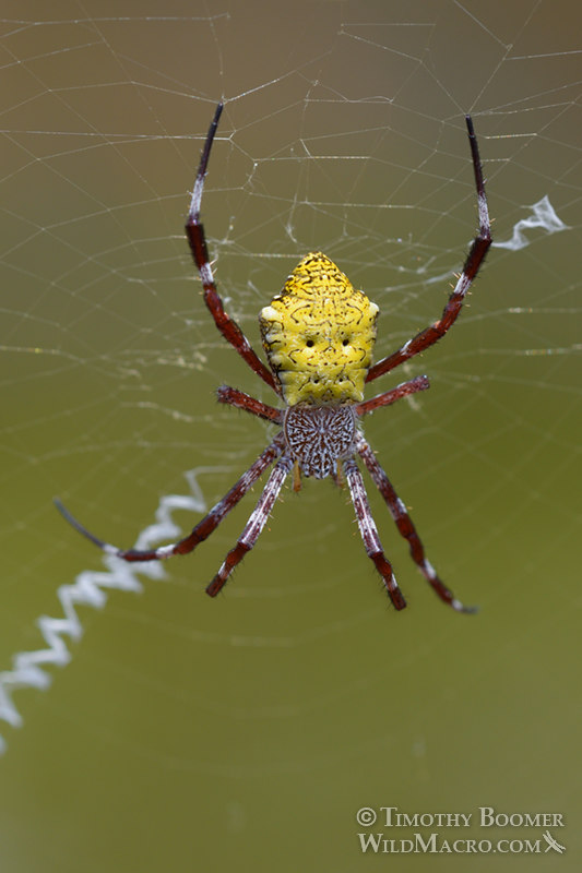 Hawaiian garden spider (Argiope appensa).  Pu'uhonua o Honaunau National Historical Park, Hawai'i, USA.  Stock Photo ID=SPI0284