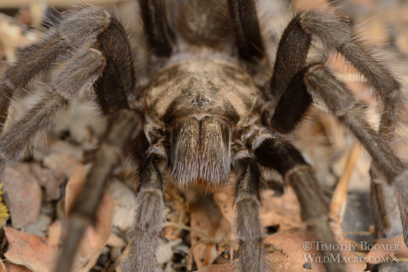 Mature male tarantula (Aphonopelma iodius) in search of receptive females.  Alameda County, California, USA.  Stock Photo ID=SPI0223