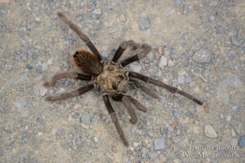 Mature male tarantula (Aphonopelma iodius) in search of receptive females.  Alameda County, California, USA.  Stock Photo ID=SPI0224