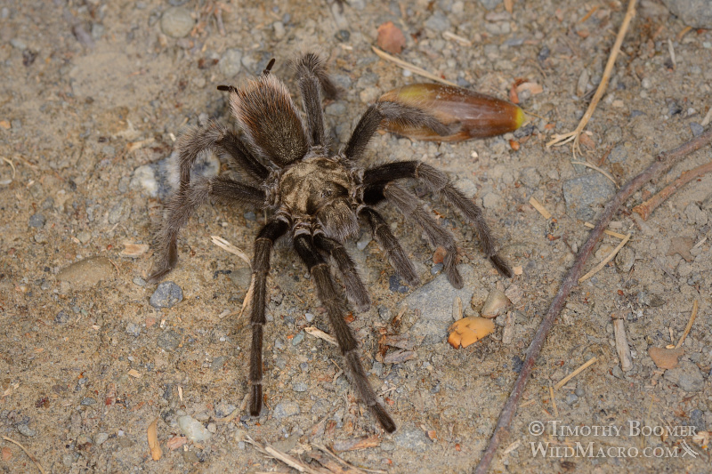 Mature male tarantula (Aphonopelma iodius) in search of receptive females.  Alameda County, California, USA.  Stock Photo ID=SPI0225