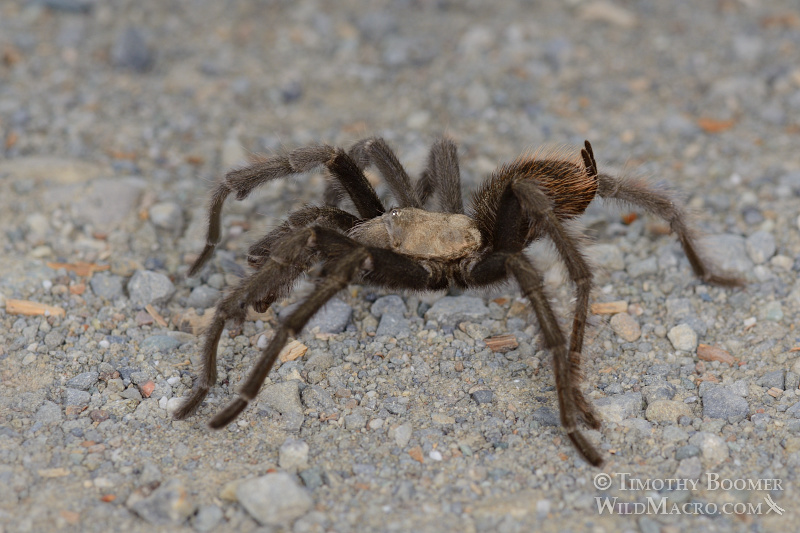 Mature male tarantula (Aphonopelma iodius) in search of receptive females.  Alameda County, California, USA.  Stock Photo ID=SPI0227