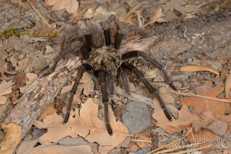 Mature male tarantula (Aphonopelma iodius) in search of receptive females.  Alameda County, California, USA.  Stock Photo ID=SPI0228
