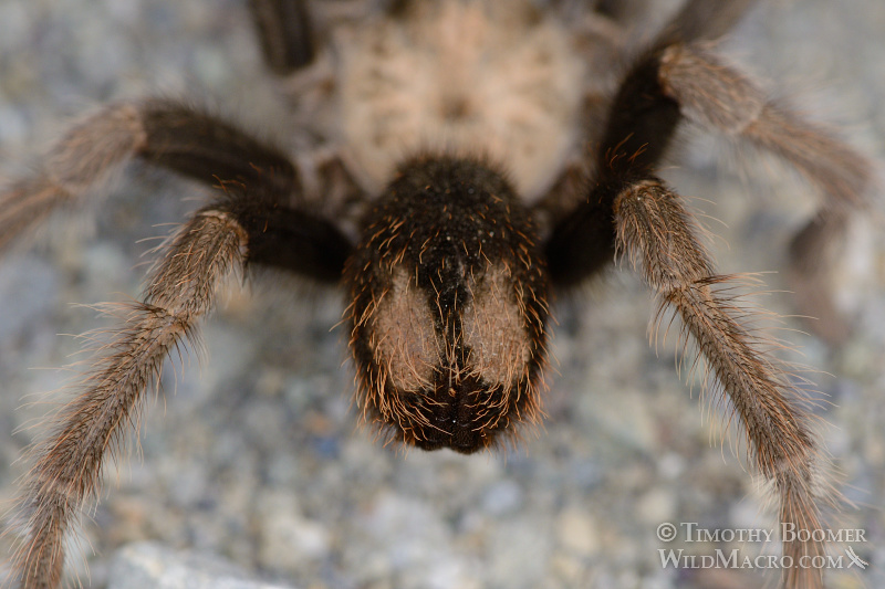 Mature male tarantula (Aphonopelma iodius) in search of receptive females.  Alameda County, California, USA.  Stock Photo ID=SPI0229