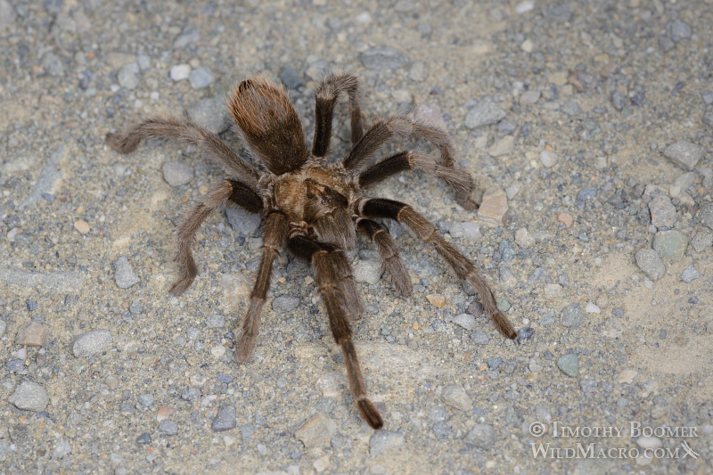 Mature male tarantula (Aphonopelma iodius) in search of receptive females.  Alameda County, California, USA.  Stock Photo ID=SPI0230