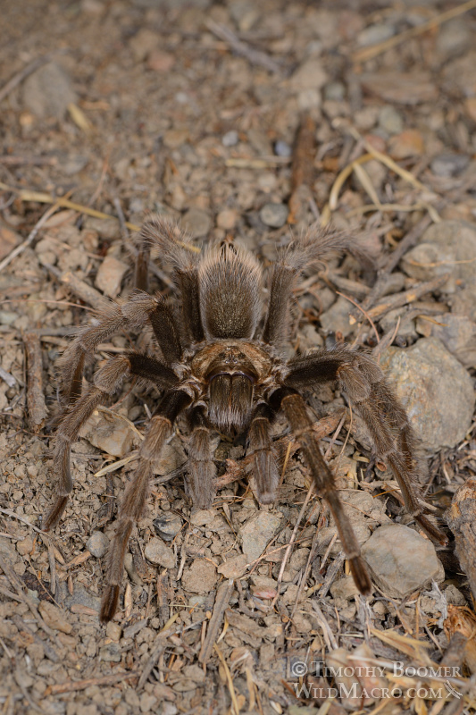 Mature male tarantula (Aphonopelma iodius) in search of receptive females.  Alameda County, California, USA.  Stock Photo ID=SPI0231