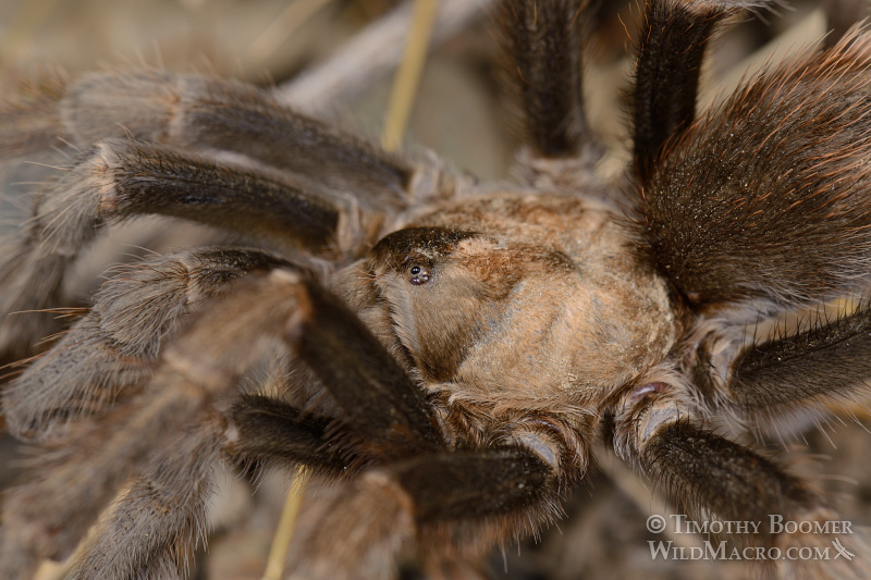 Mature male tarantula (Aphonopelma iodius) in search of receptive females.  Alameda County, California, USA.  Stock Photo ID=SPI0232