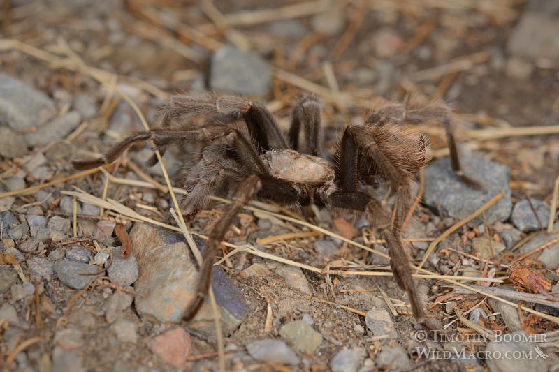 Mature male tarantula (Aphonopelma iodius) in search of receptive females.  Alameda County, California, USA.  Stock Photo ID=SPI0233