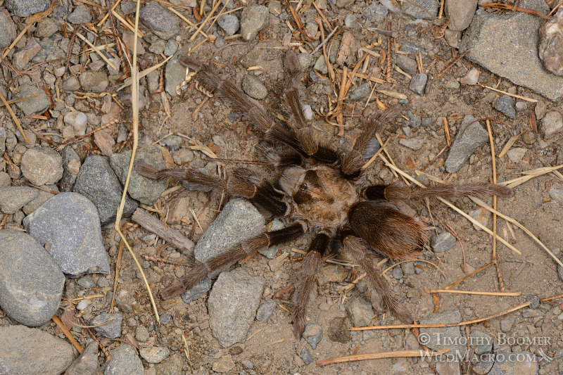 Mature male tarantula (Aphonopelma iodius) in search of receptive females.  Alameda County, California, USA.  Stock Photo ID=SPI0234