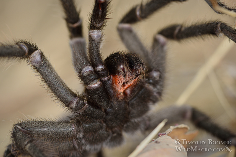 Mature male tarantula (Aphonopelma iodius) in search of receptive females.  Alameda County, California, USA.  Stock Photo ID=SPI0238