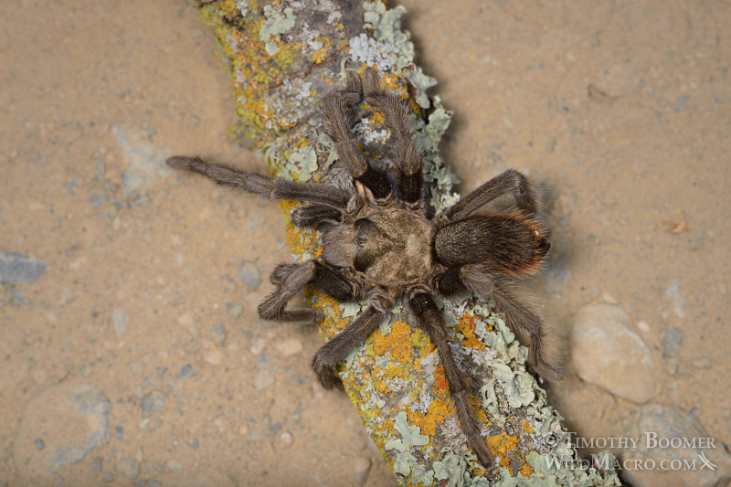 Mature male tarantula (Aphonopelma iodius) in search of receptive females.  Alameda County, California, USA.  Stock Photo ID=SPI0240