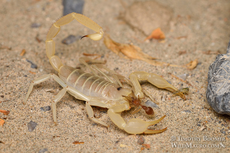 Giant sand scorpion (Smeringurus mesaensis).  Death Valley National Park, Inyo County, California, USA.  Stock Photo ID=ARA0017