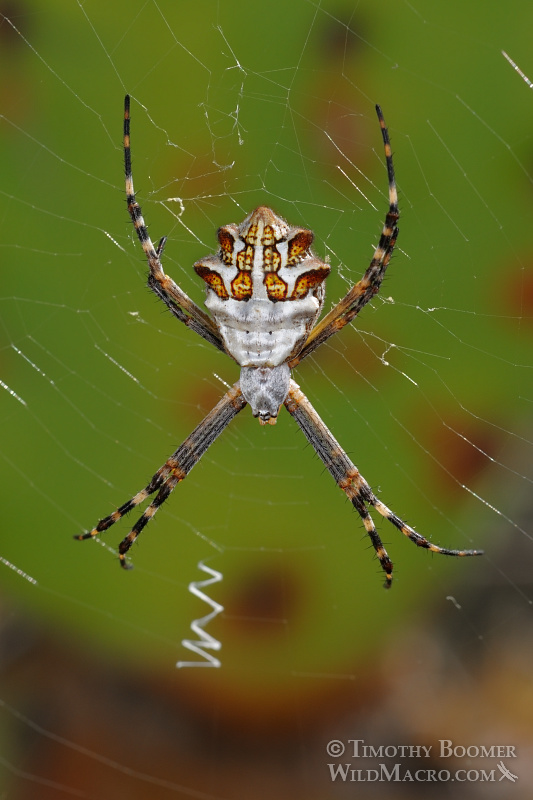 Silver Garden Spider Argiope Argentata Pictures Wild Macro