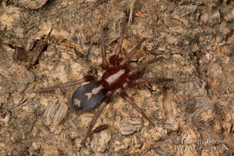 Western parson spider (Herpyllus propinquus).  Stock Photo ID=SPI0206