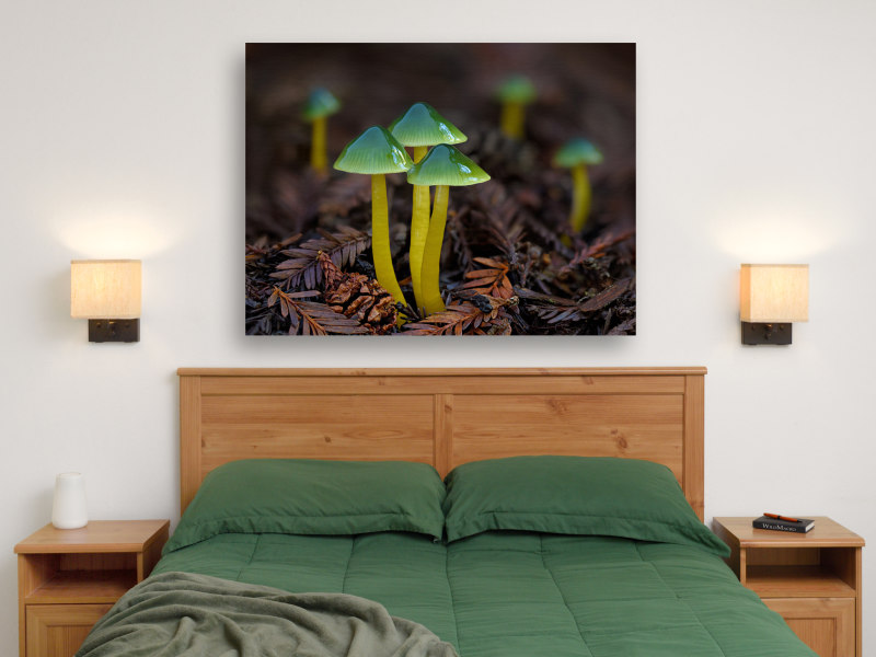 Parrot Mushrooms printed on premium canvas gallery wrap.