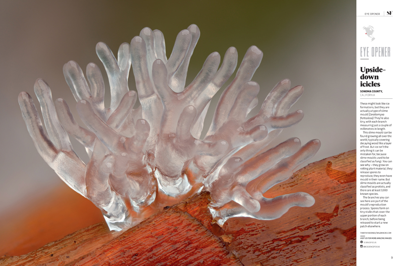Coral slime mold double page spread in Science Focus Magazine.