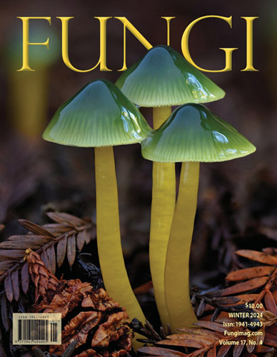 Parrot mushrooms (Gliophorus psittacinus) published on the cover of Fungi Magazine.