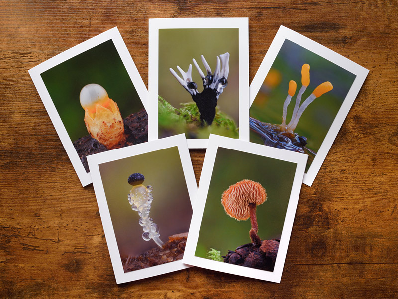 Funky Fungi Photo Greeting Cards Funky Fungi Photo Greeting Cards