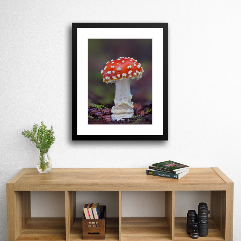 Parrot Mushrooms printed on premium Traditional Photo Print.